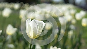 White tulips in the garden on a sunny day.