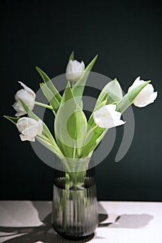 White tulips in a gray glass vase against a green wall