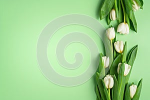 White tulips on green background. Natural fresh flowers with green leaves. Spring sale layout. Lovely holiday