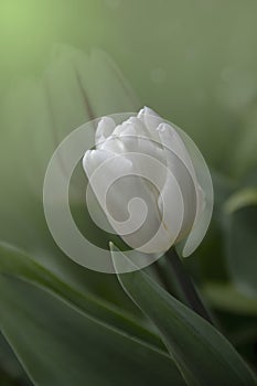 White tulips on a green spring meadow in the sunshine. High quality photo