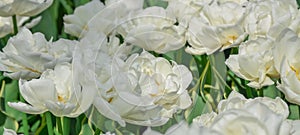 White tulips growing in garden