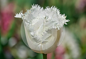 White tulips growing in garden