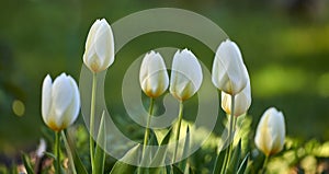 White tulips growing in a garden on a sunny day. Closeup of seasonal flowers blooming in a calm field. Macro details