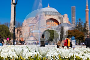 White Tulips and Hagia Sophia or Ayasofya Mosque