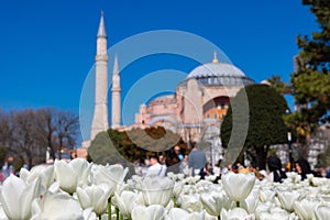 White tulips and Hagia Sophia or Ayasofya Mosque. Istanbul in the spring