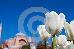 White tulips and Hagia Sophia or Ayasofya Mosque. Visit Istanbul concept photo