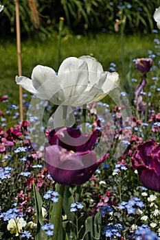 White tulips in Hermannshof garden