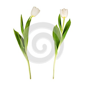 White tulips isolated.