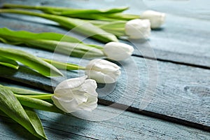 White tulips on light blue background, row fresh spring flowers on wooden table
