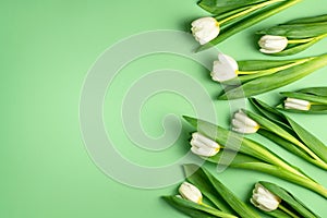 White tulips on light green background. Natural fresh flowers with green leaves. Spring holiday composition
