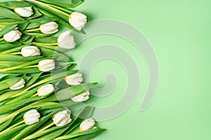 White tulips on light green background. Natural fresh flowers with green leaves. Spring sale template. Beautiful holiday