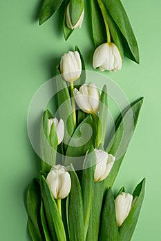 White tulips on light green background. Natural fresh spring flowers with green leaves. Lovely holiday composition