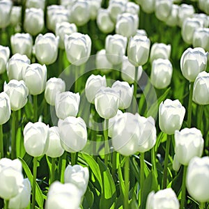 White tulips meadow