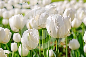 White tulips on meadow