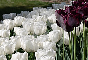 White. Tulips. Nature. Flower. Garden. Flora