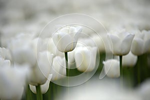 White tulips outdoors in the park in spring the nether;ands