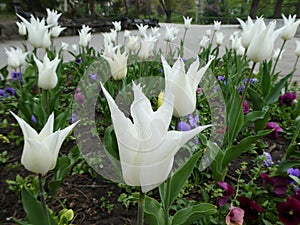 White tulips and pansies in the park