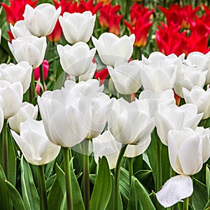 White tulips in park Keukenhof, flower garden, Holland.