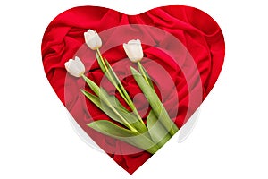 White tulips on the red background