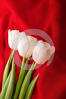 White tulips on the red background