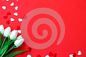 White tulips on red background. Valentine`s day greeting card