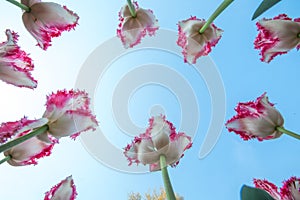 White tulips are red with petals against the sky.