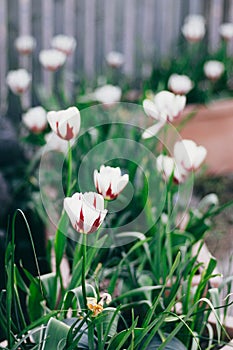 White tulips with red stripes