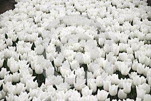 White tulips in rows on  a flowerbulb field in Nieuwe-Tonge in the netherlands during springtime season and fog.