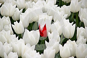 White tulips in rows on with single red a flowerbulb field in Nieuwe-Tonge in the netherlands during springtime season and fog.