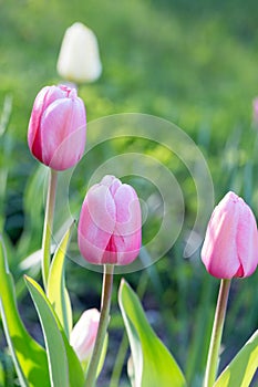 Pink Tulips Pink impression, tulipan Darwina close up in garden. photo