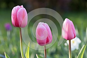 Pink Tulips Pink impression, tulipan Darwina close up in garden. photo