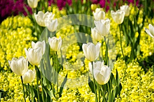 White Tulips on Snapshot Antirrhinum Flowers photo