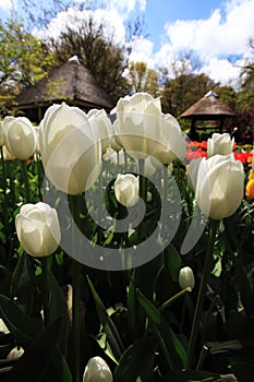 White tulips with some typical Dutch buildings as background