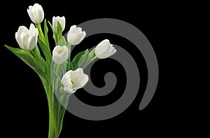 White tulips spring flowers with leaves, Isolated on black background with clipping path for decorative design.