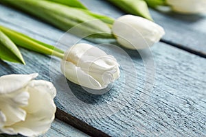White tulips spring flowers on light blue wooden background