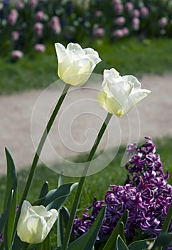 White tulips in the spring park