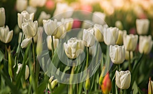 White tulips in the sunshine
