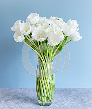 White tulips in transparent vase on color background. Spring concept.