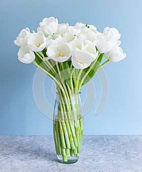 White tulips in transparent vase on color background. Spring concept.