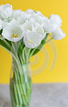 White tulips in transparent vase on color background. Spring concept.