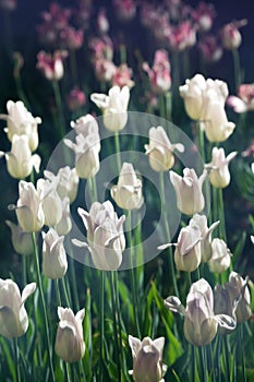 White tulips