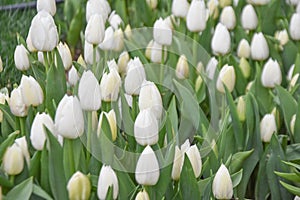 White tulips, tulip time, spring background