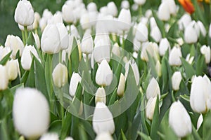 White tulips, tulip time, spring background