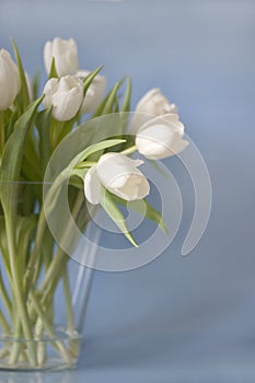 Blanco tulipanes en 