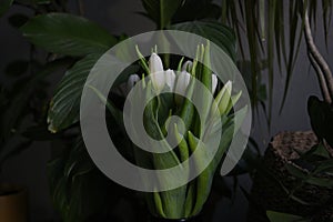 White tulips in vase with green leaves