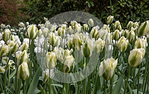 White tulips waiting to be admired in the Keukenhof