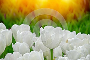White tulips with water droplets in Sunset