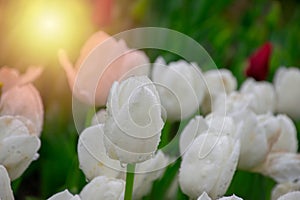 White tulips with water droplets in Sunset