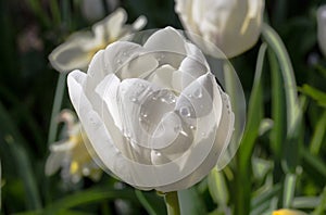 White tulips with water drops