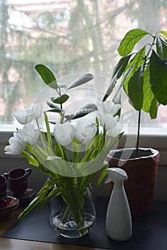 white tulips, water sprayer and indoor plants
